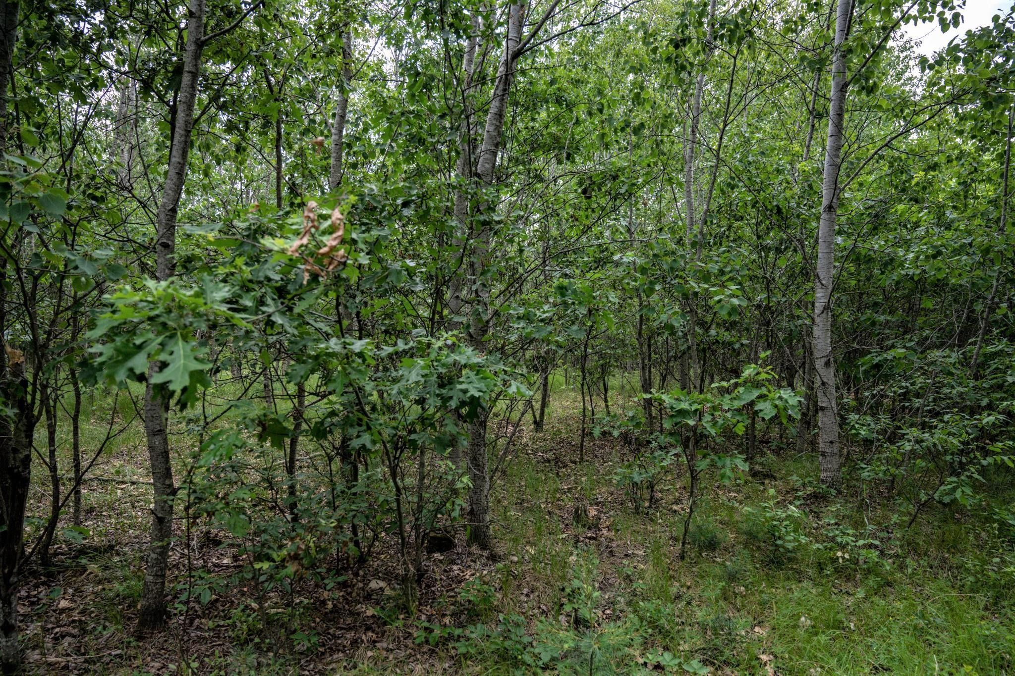 20 acres in Juneau County, Wisconsin