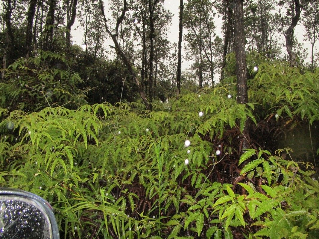 1 acres in Hawaii County, Hawaii