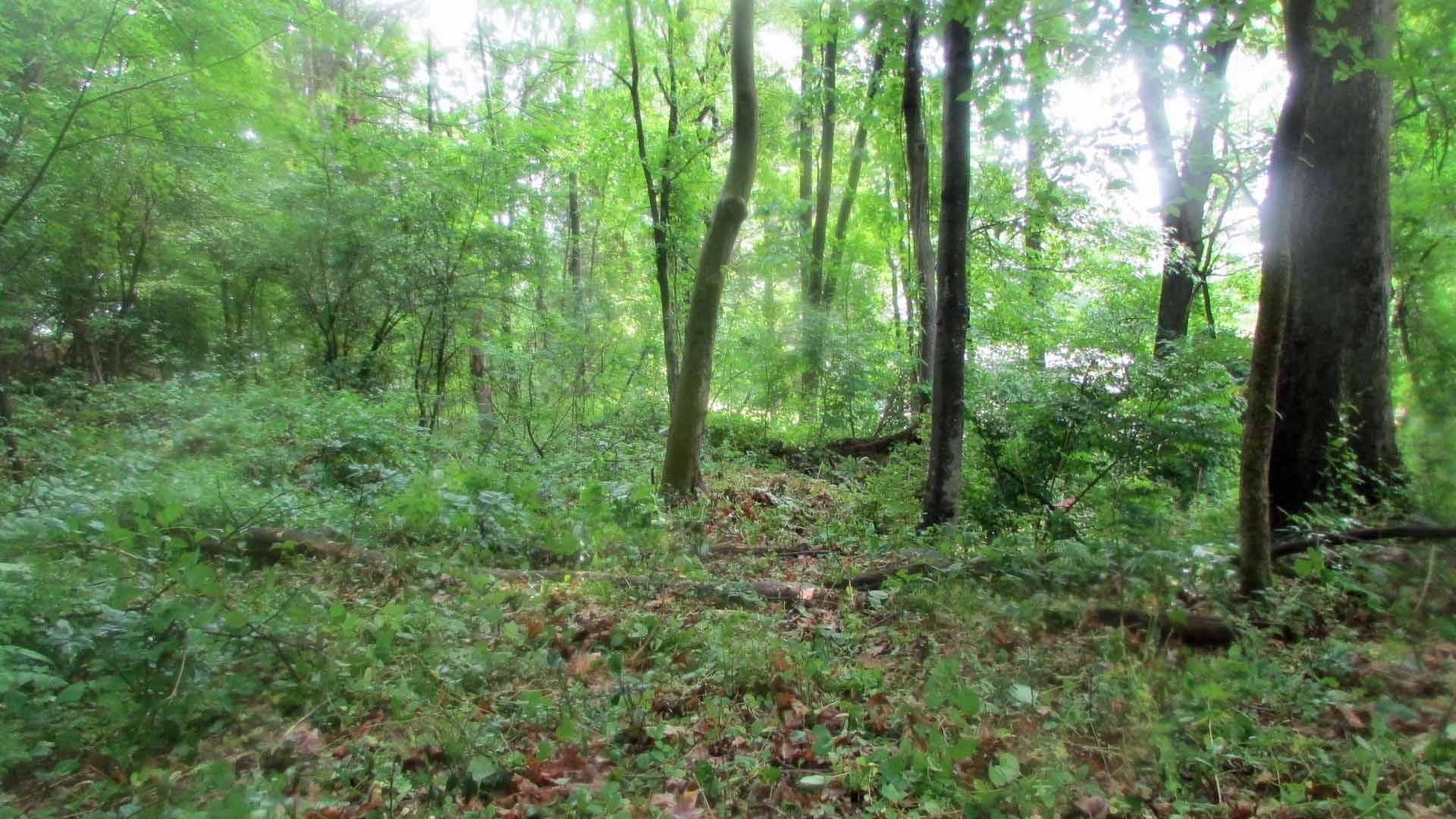 Birchwood Drive, Fishkill, NY 12524 MLS 897765