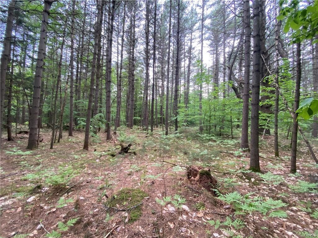 28.7 acres in Lewis County, New York