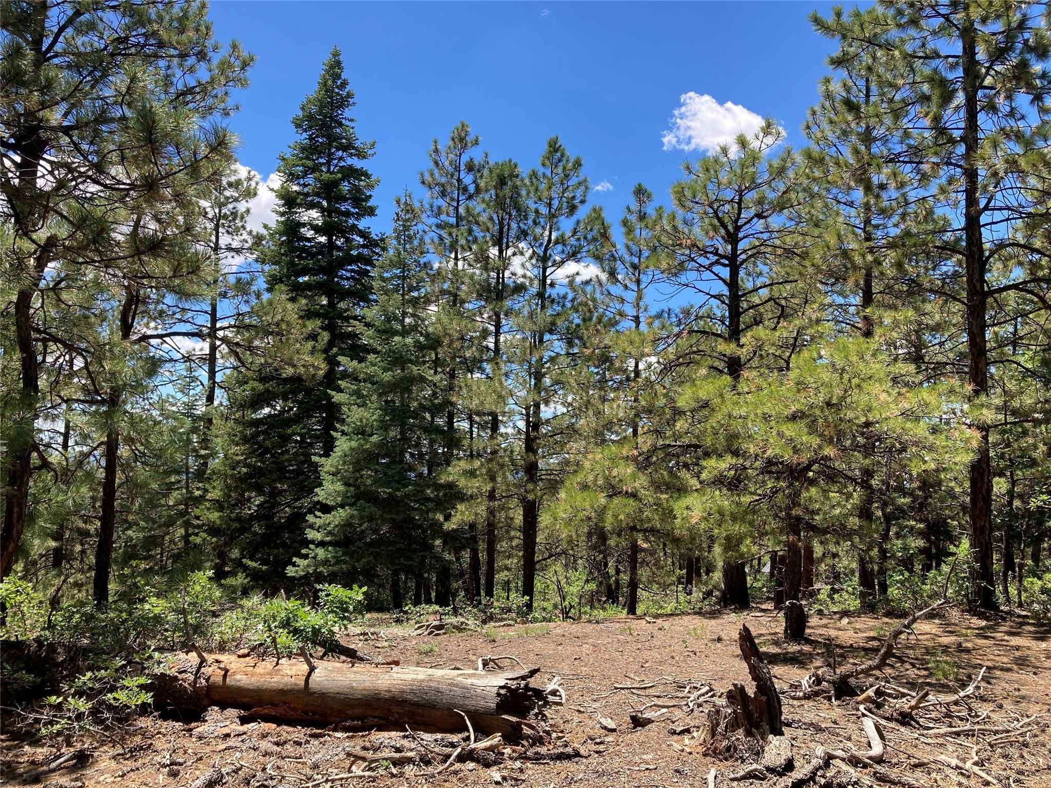 16 acres in Rio Arriba County, New Mexico