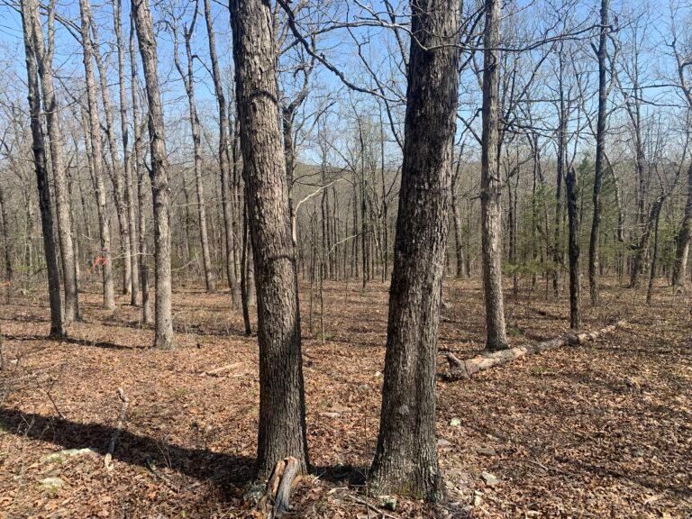 160 acres in Stone County, Arkansas
