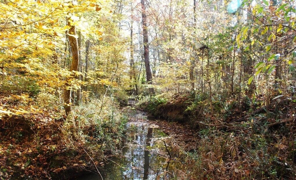 10 acres in Walker County,