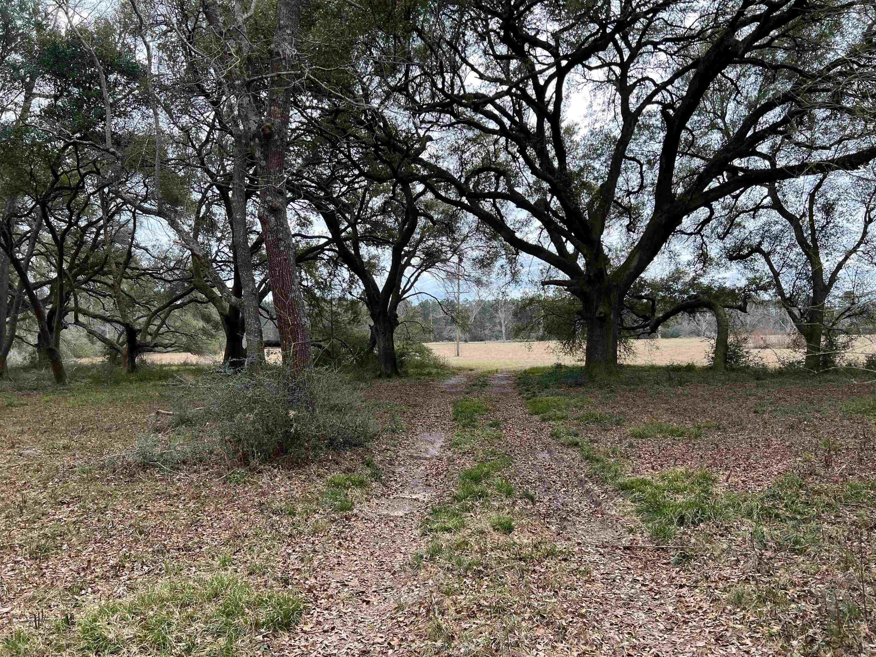 23 acres in Tyler County, Texas
