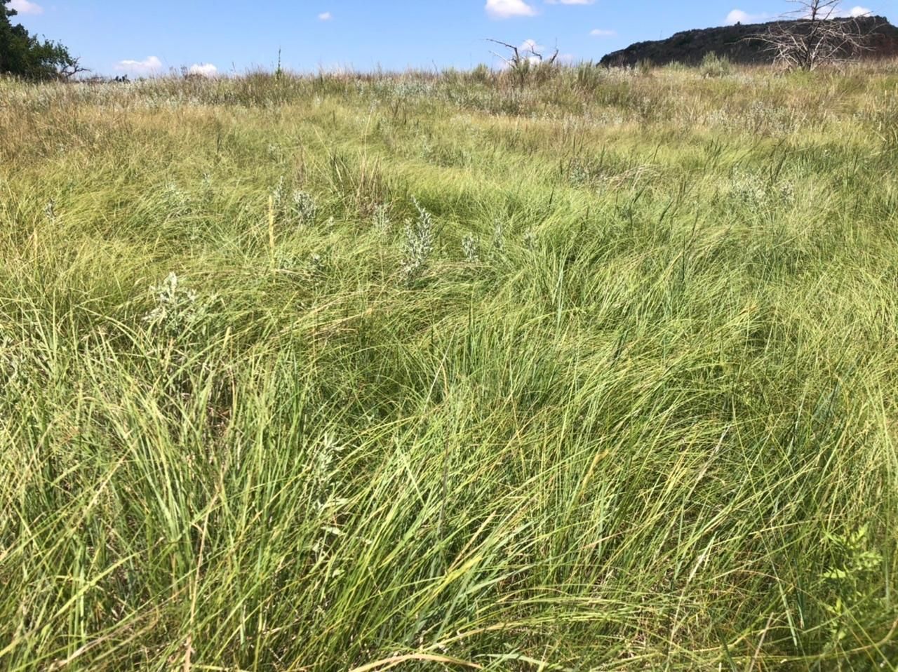 482 acres in Woodward County, Oklahoma