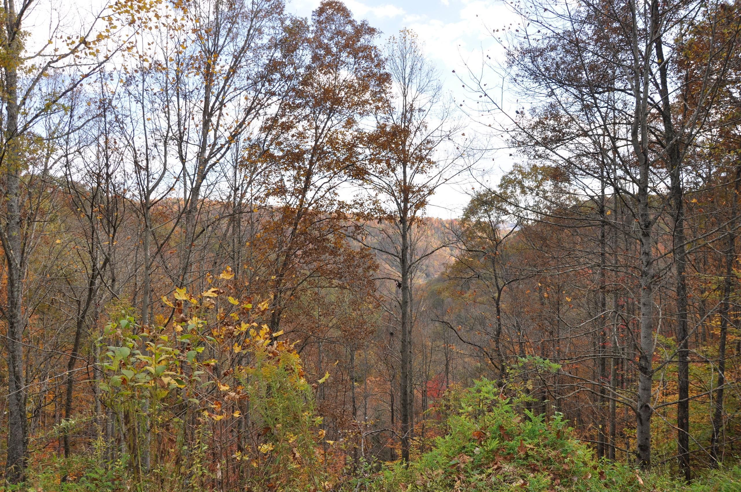 13.24 acres in Buchanan County, Virginia