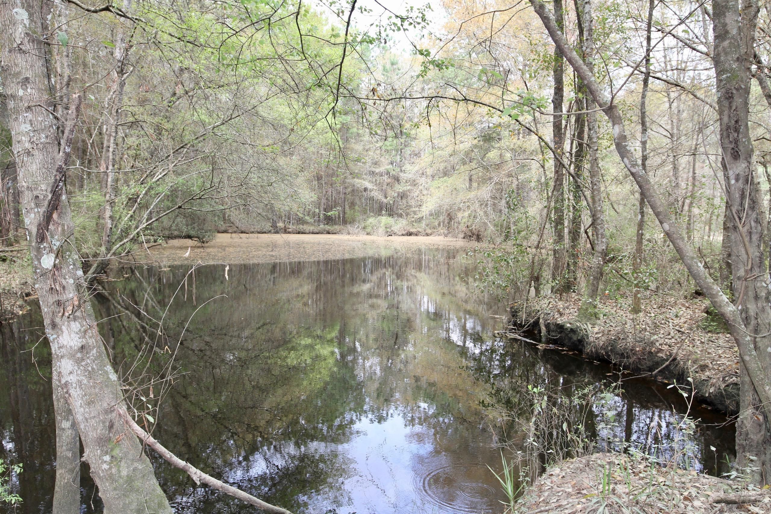 23.1 acres in Brooks County,