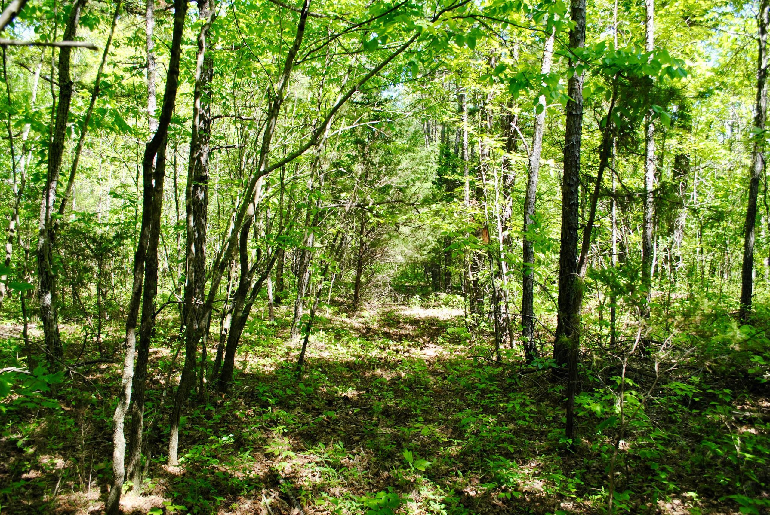 200 acres in Van Buren County, Arkansas