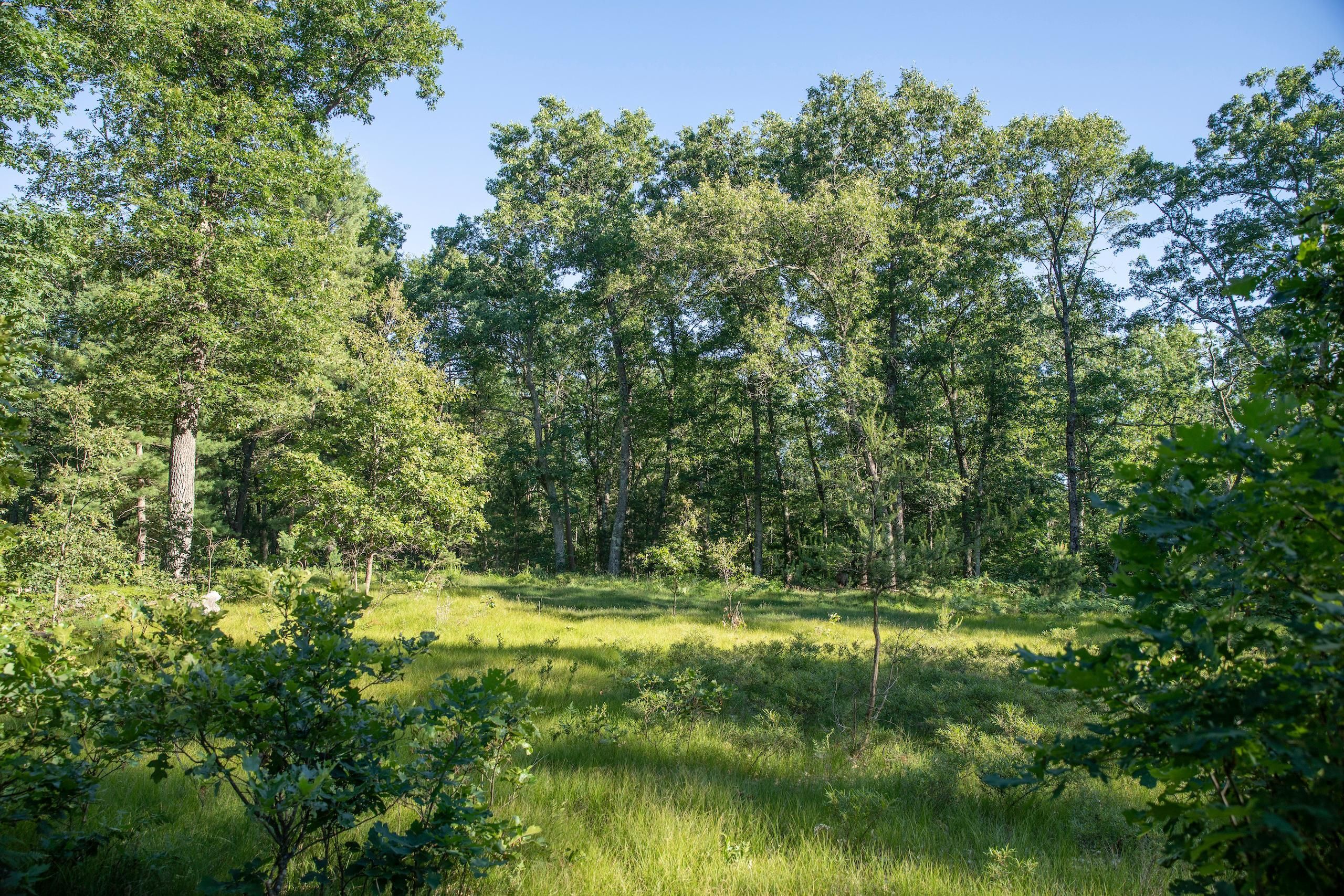 40 acres in Mason County, Michigan