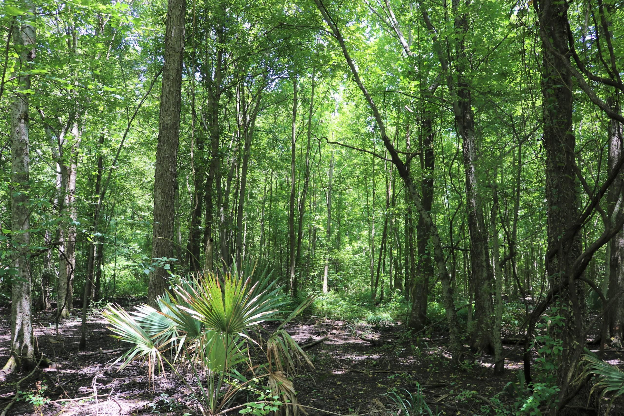 53 acres in Humphreys County, Mississippi