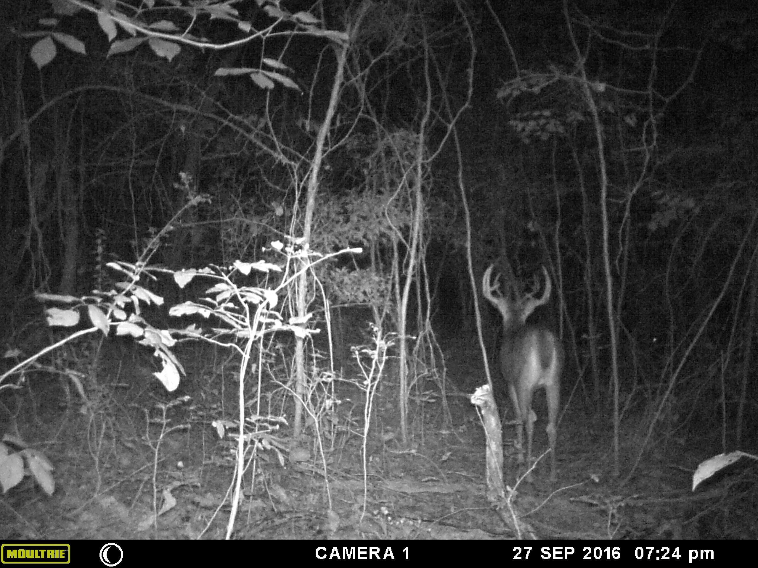 80 acres in Graves County, Kentucky