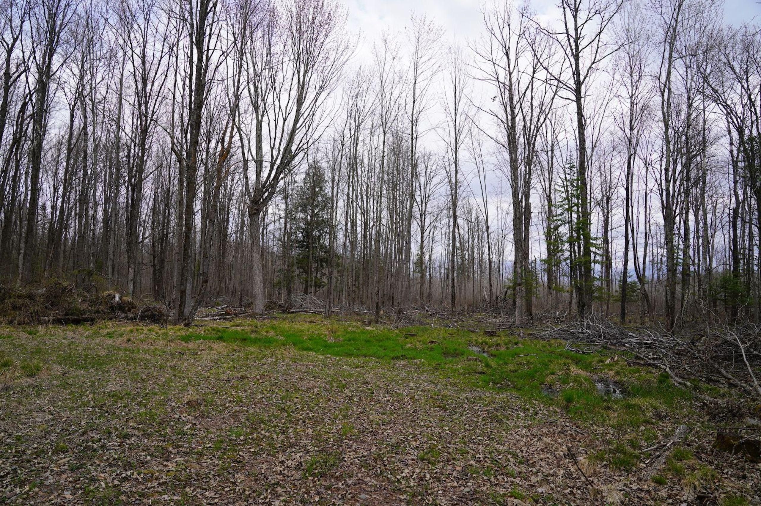 116 acres in Rusk County, Wisconsin