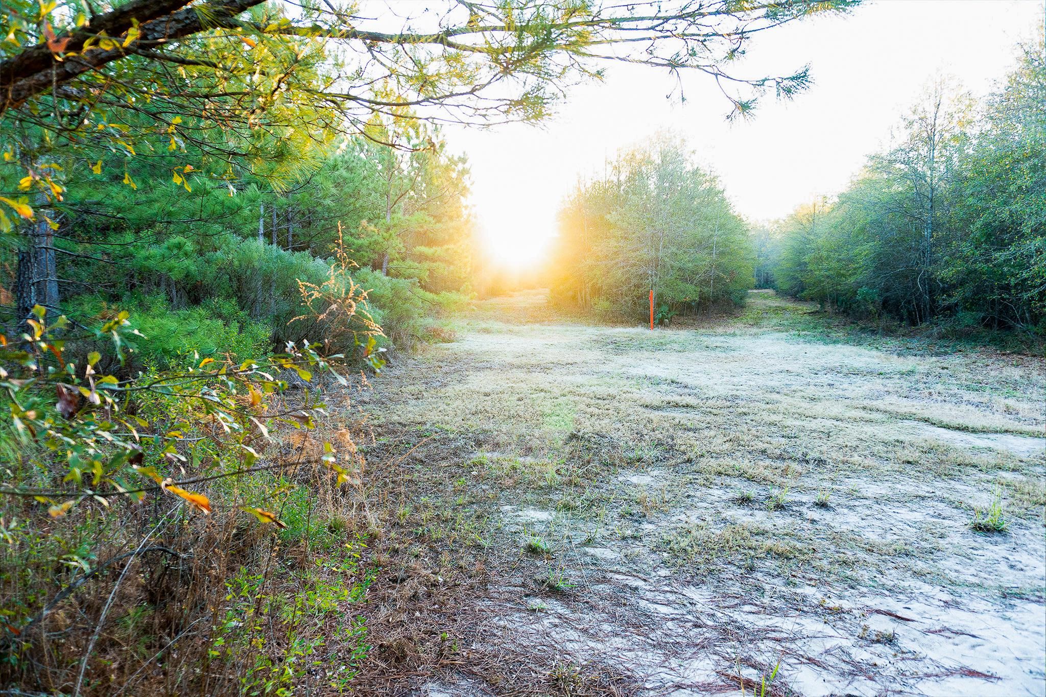 75 acres in Polk County, Texas