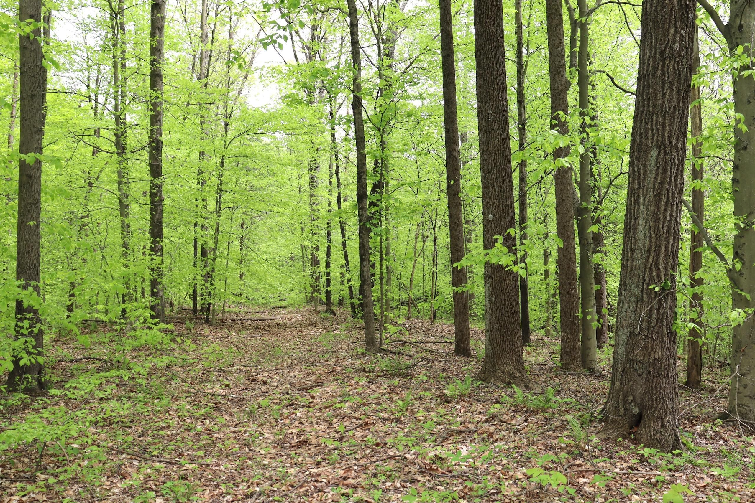 80 acres in Owen County, Indiana