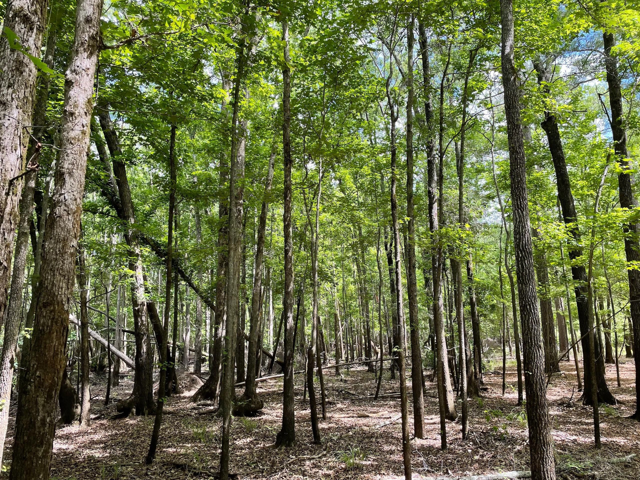 175 acres in Red River Parish, Louisiana