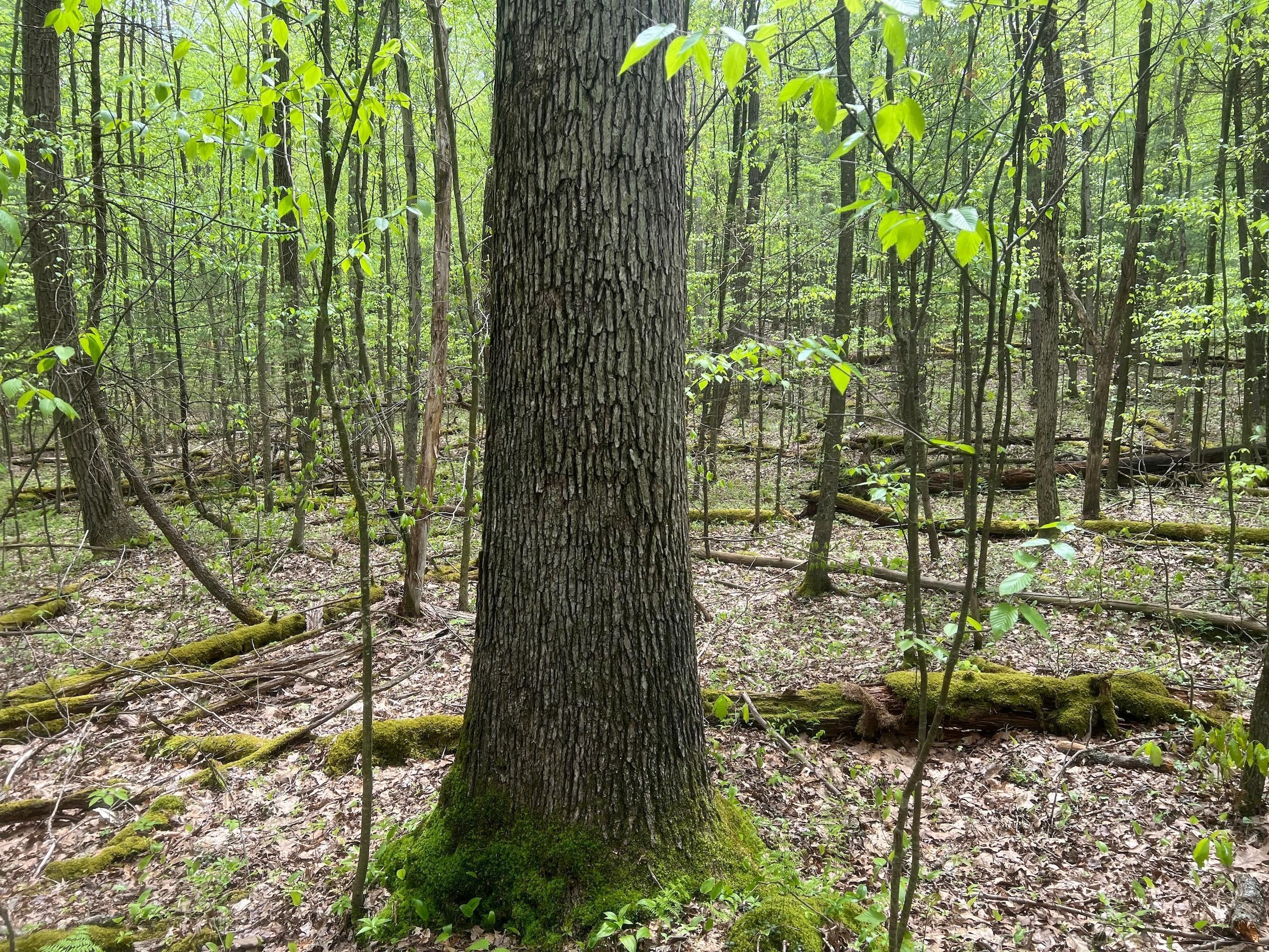100 acres in Forest County, Pennsylvania
