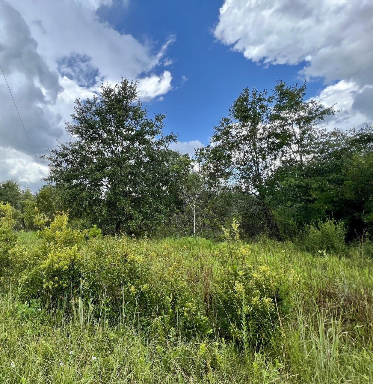 15 acres in Taylor County, Florida