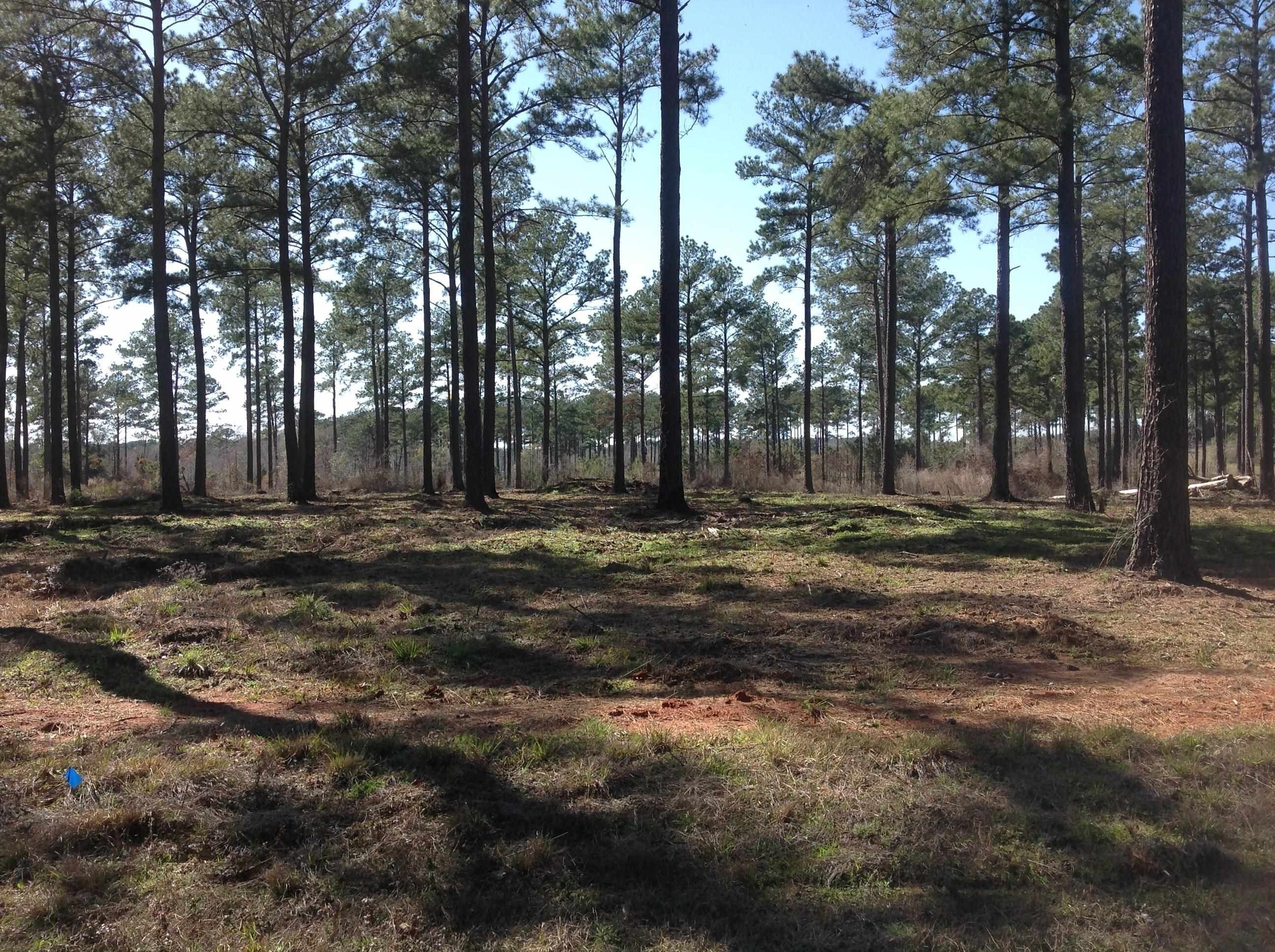 1.27 acres in Sabine County, Texas