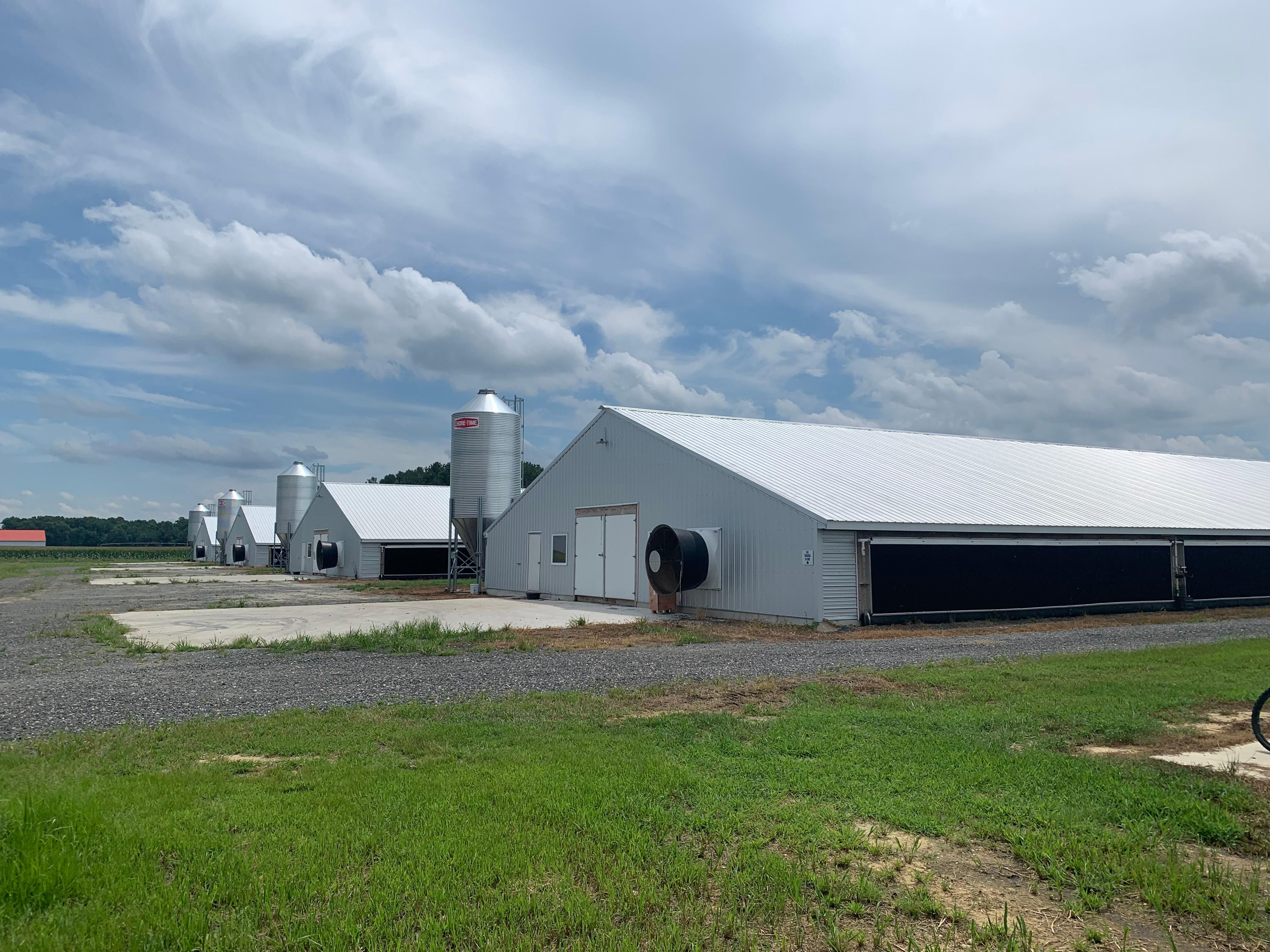 Delaware Chicken Farm Laurel, Delaware