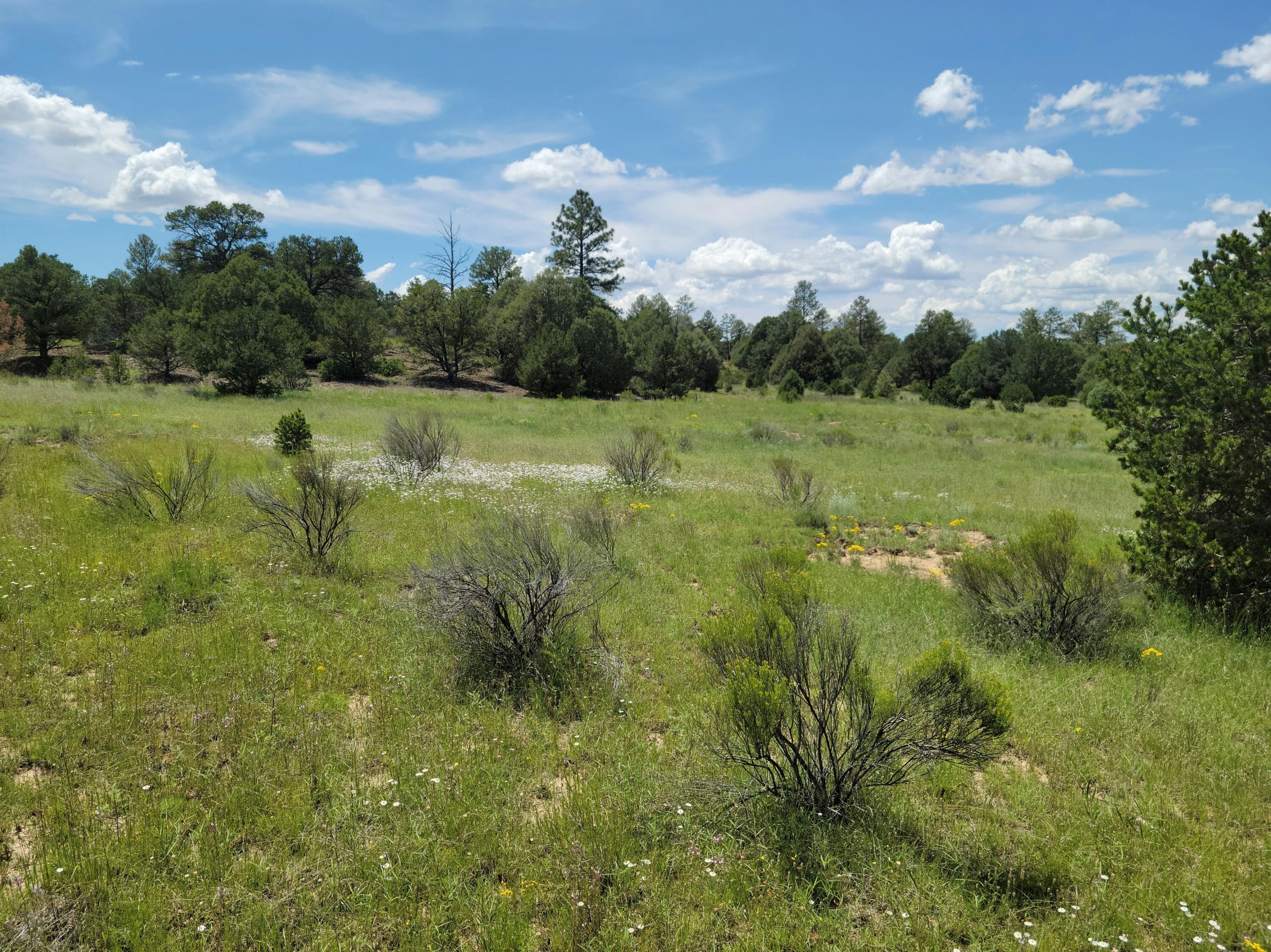 24.89 acres in Catron County, New Mexico
