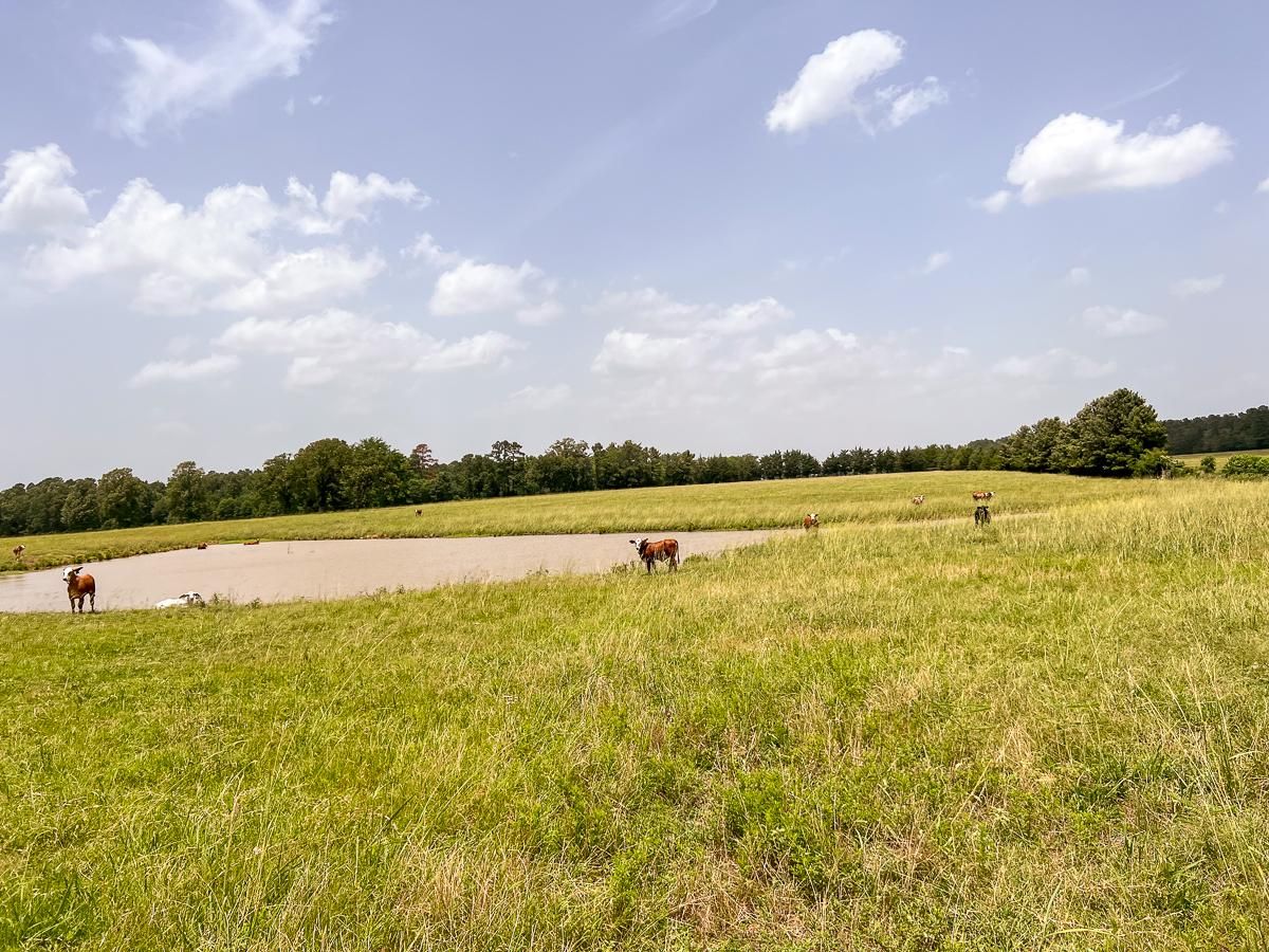 131 acres in Walker County, Texas