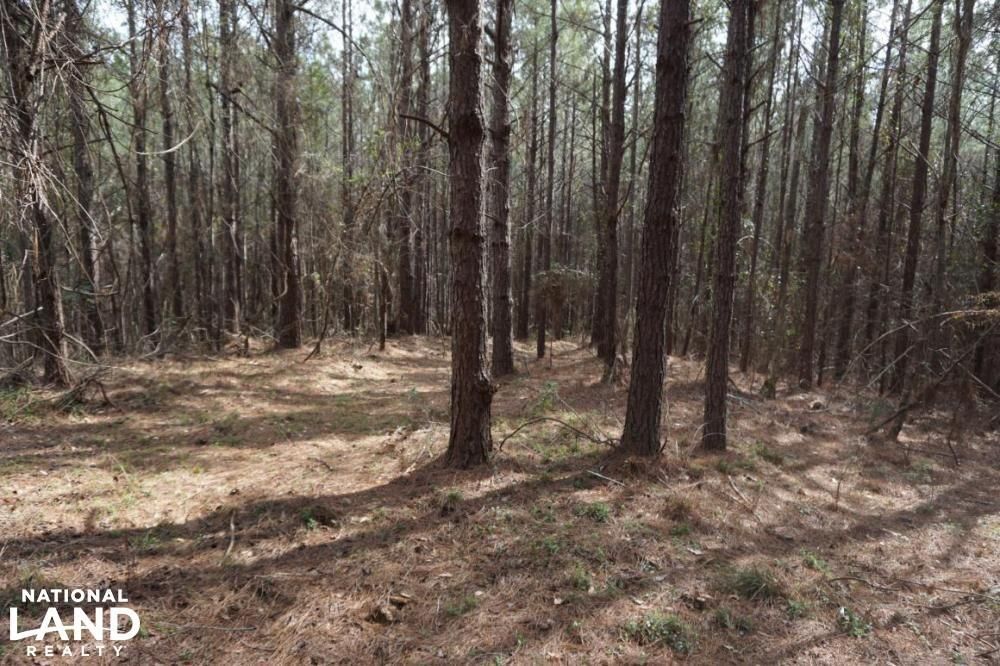 80 acres in Hale County, Alabama