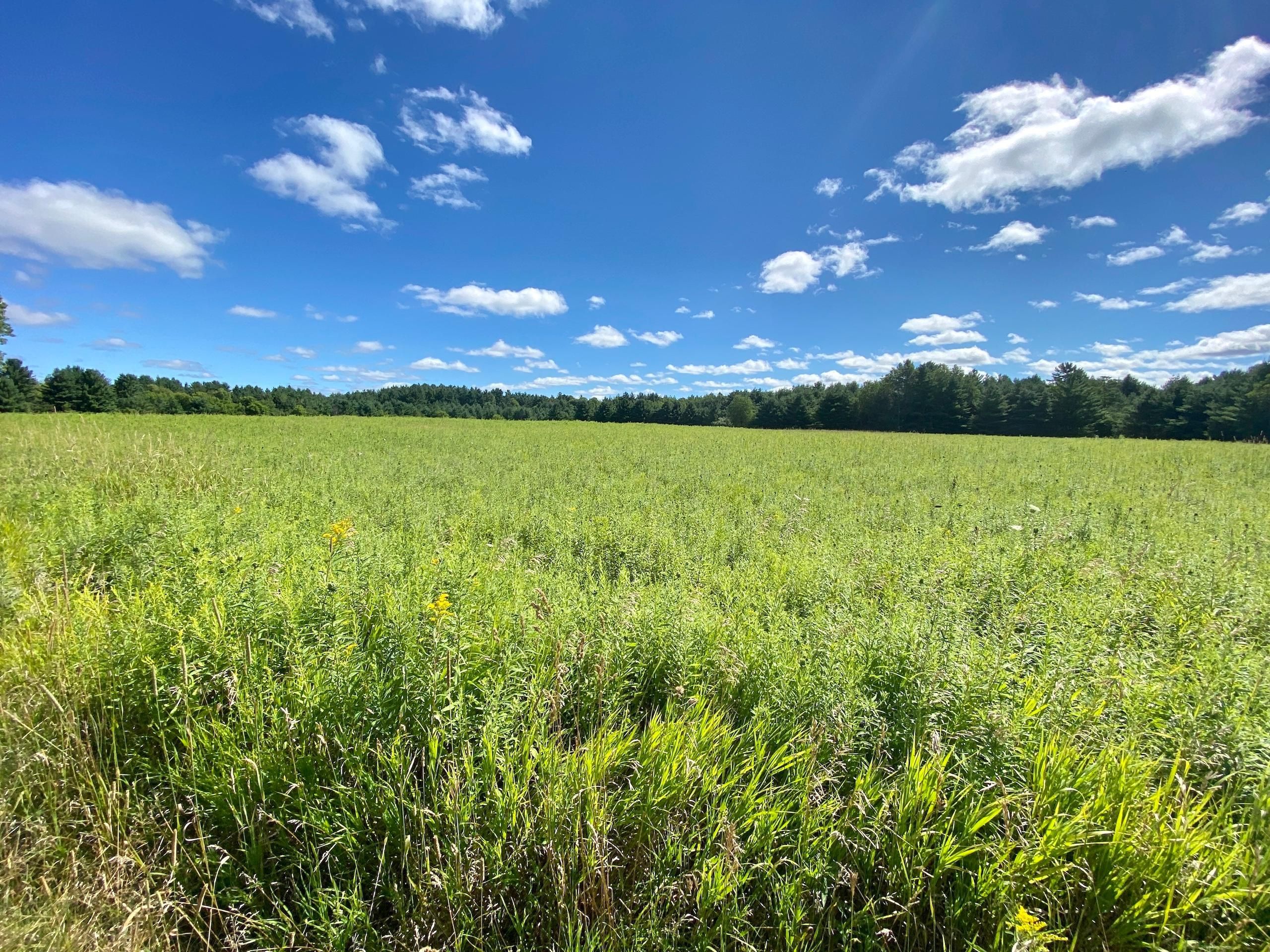 20 acres in Gladwin County, Michigan