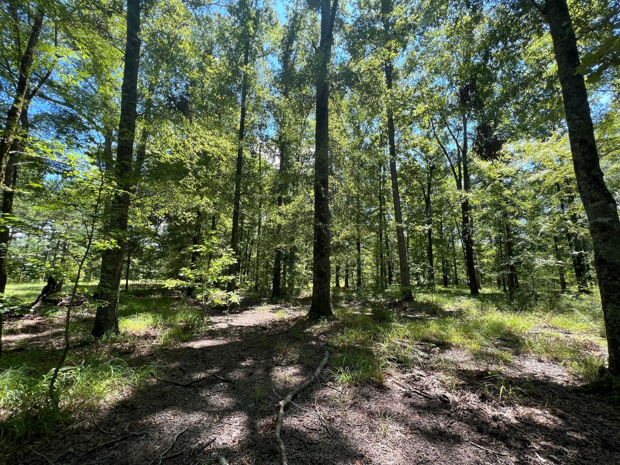 585 acres in Macon County, Alabama