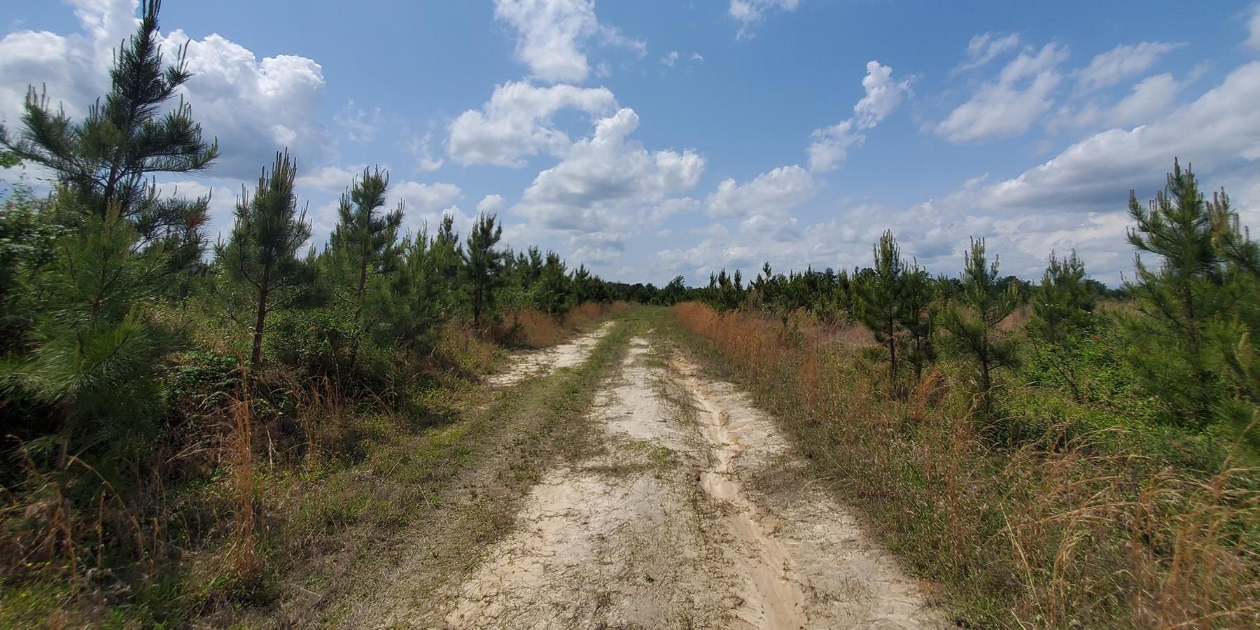 162 acres in Sussex County, Virginia