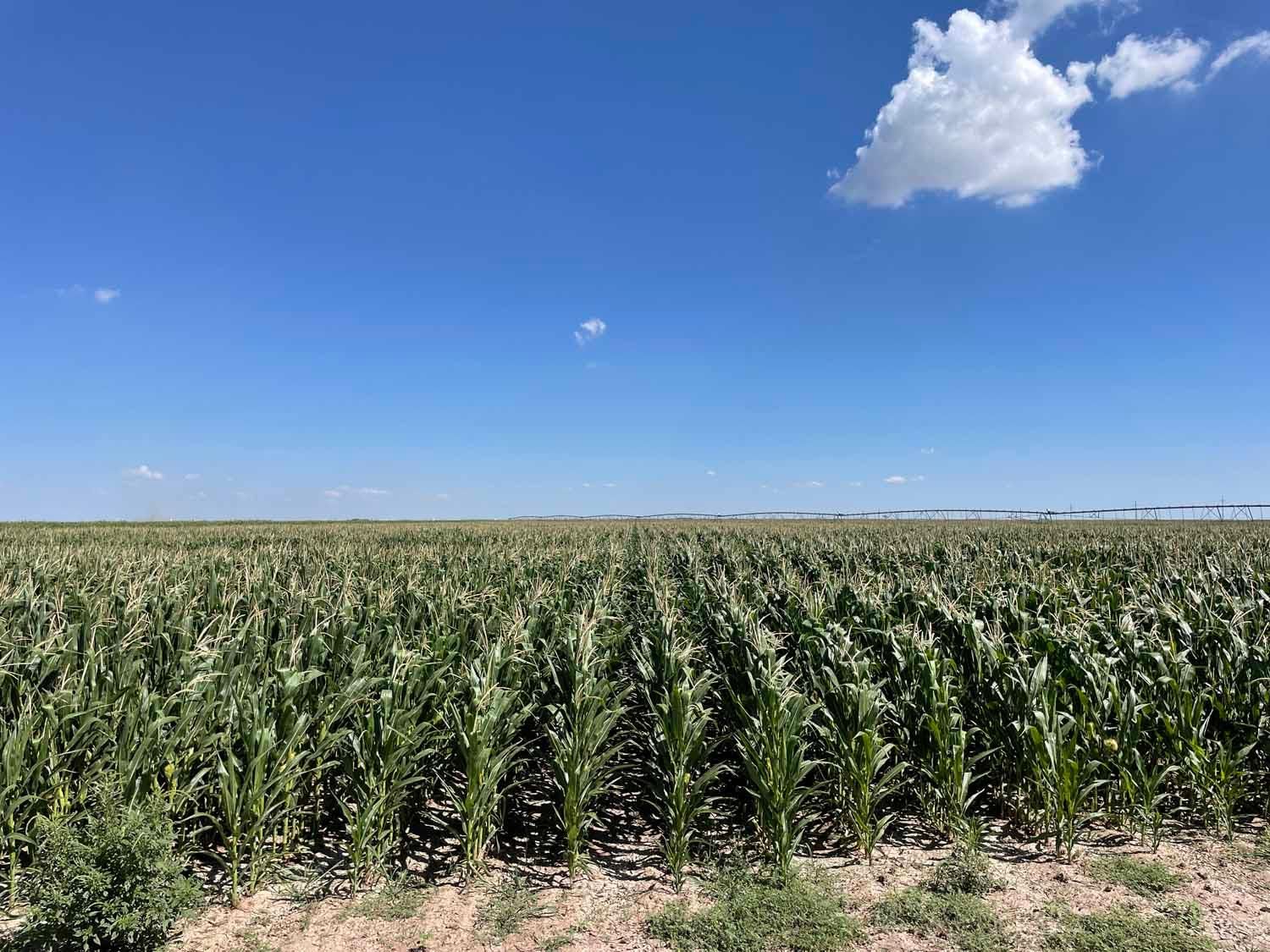 2,855 acres in Sherman County, Texas