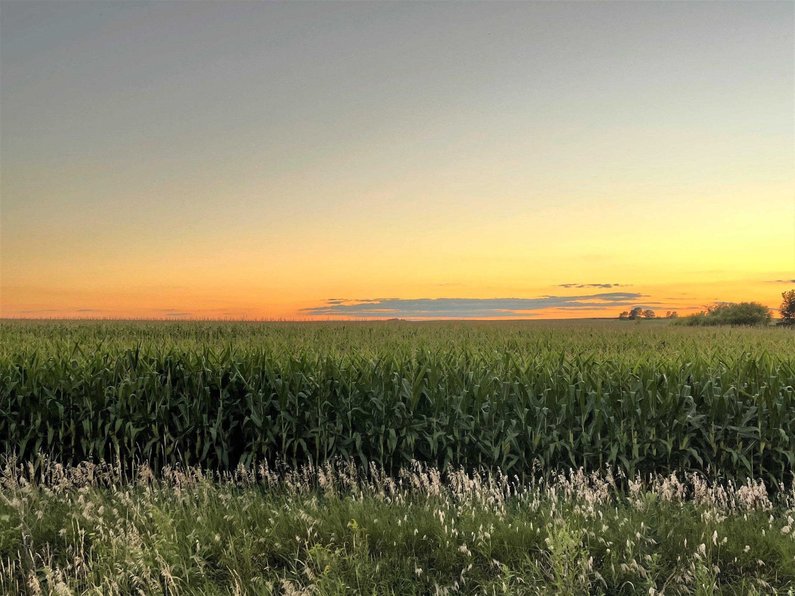 117 acres in Black Hawk County, Iowa