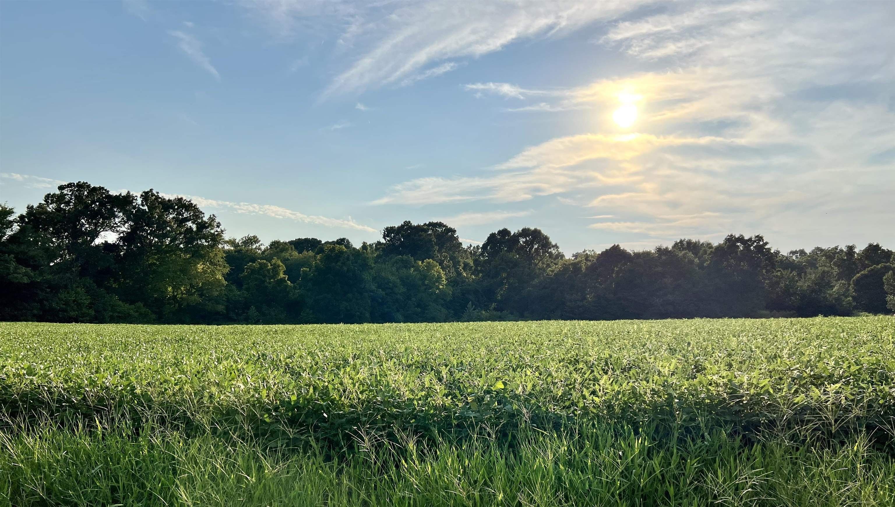 3 acres in Chester County, Tennessee