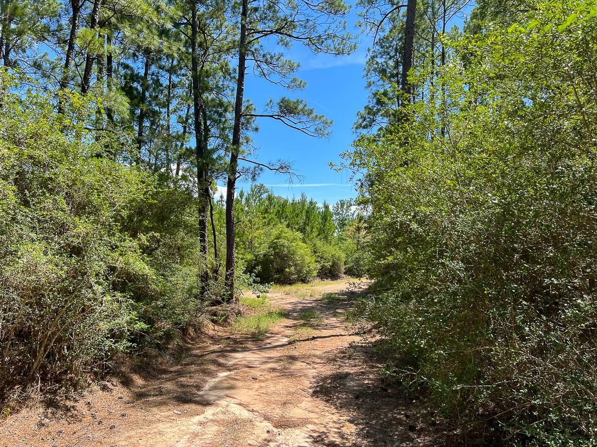 250 acres in Polk County, Texas