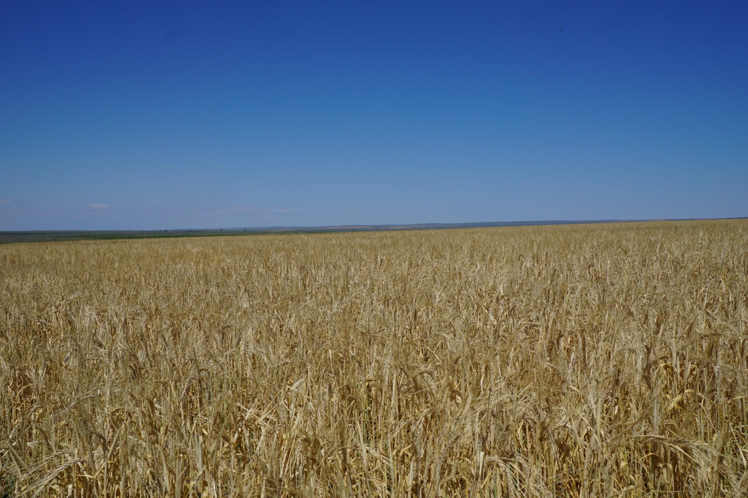 1,175 acres in Blaine County, Montana