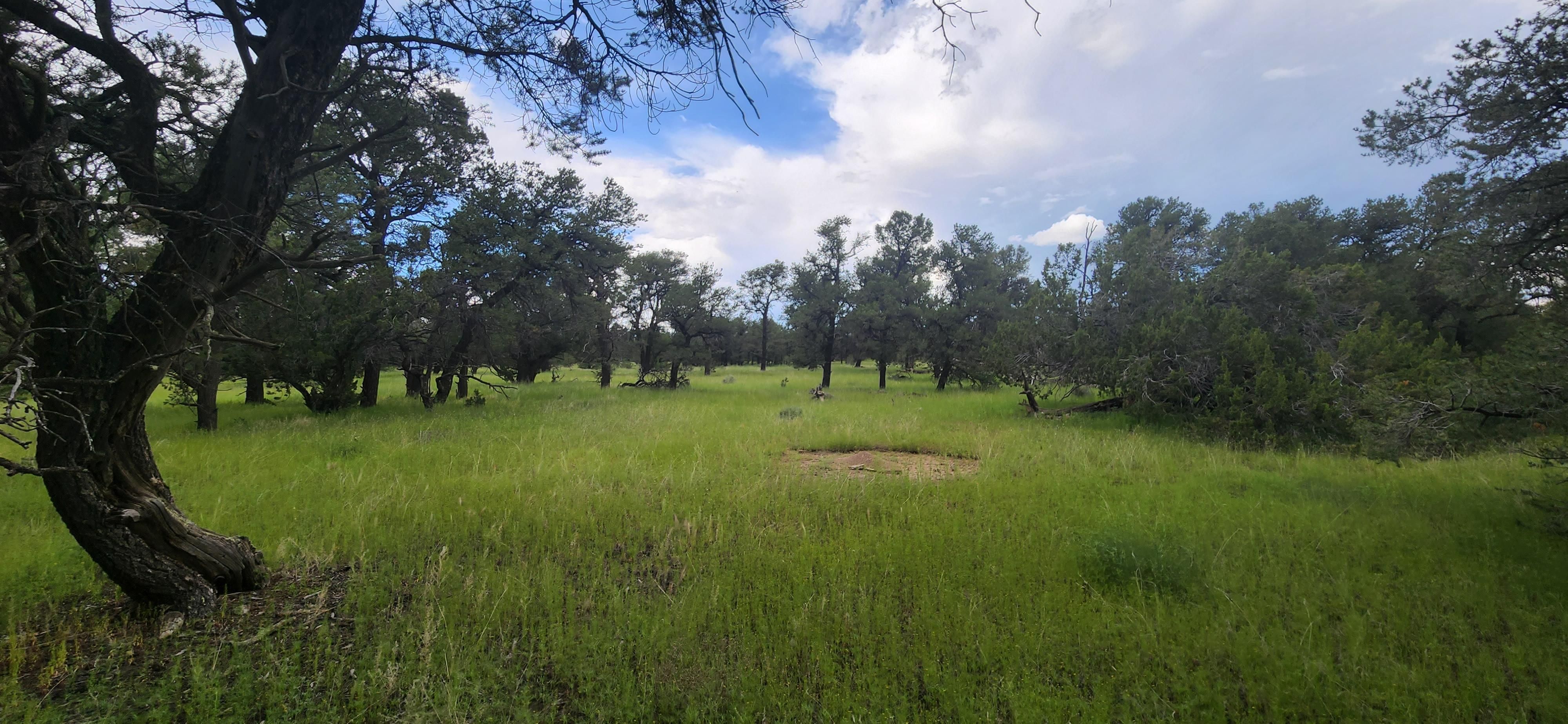 140 acres in Catron County, New Mexico