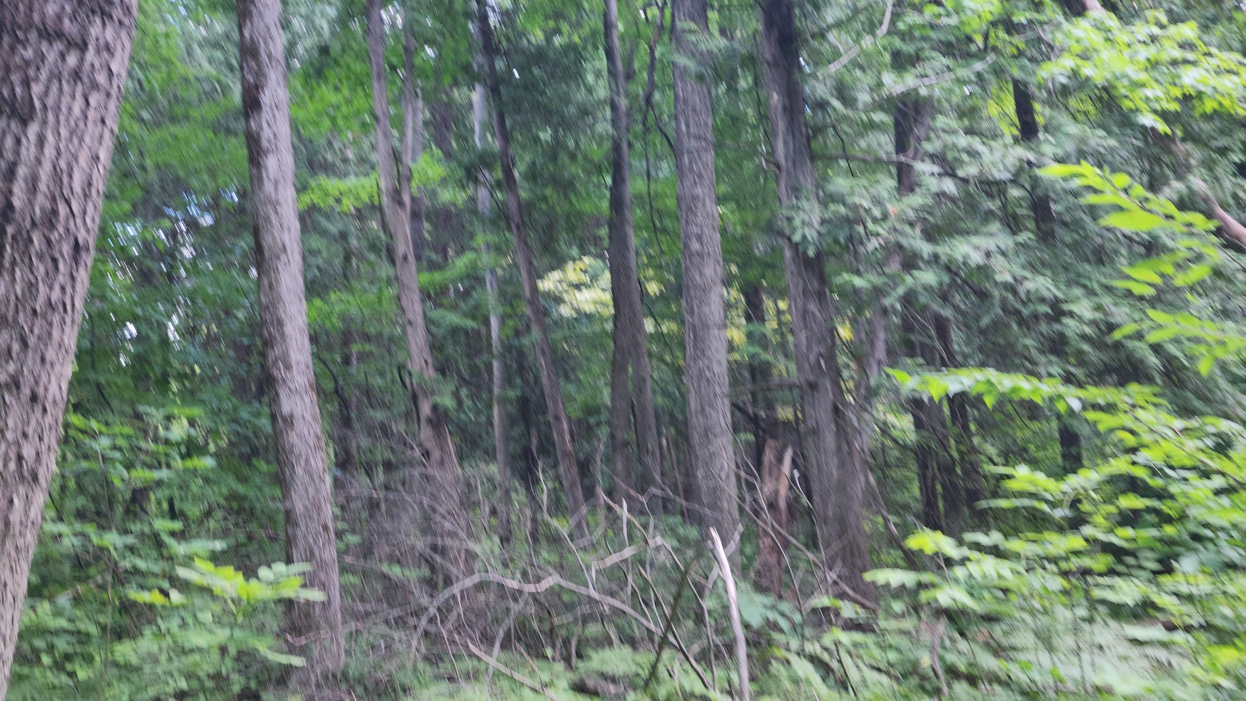 10 acres in Clare County, Michigan