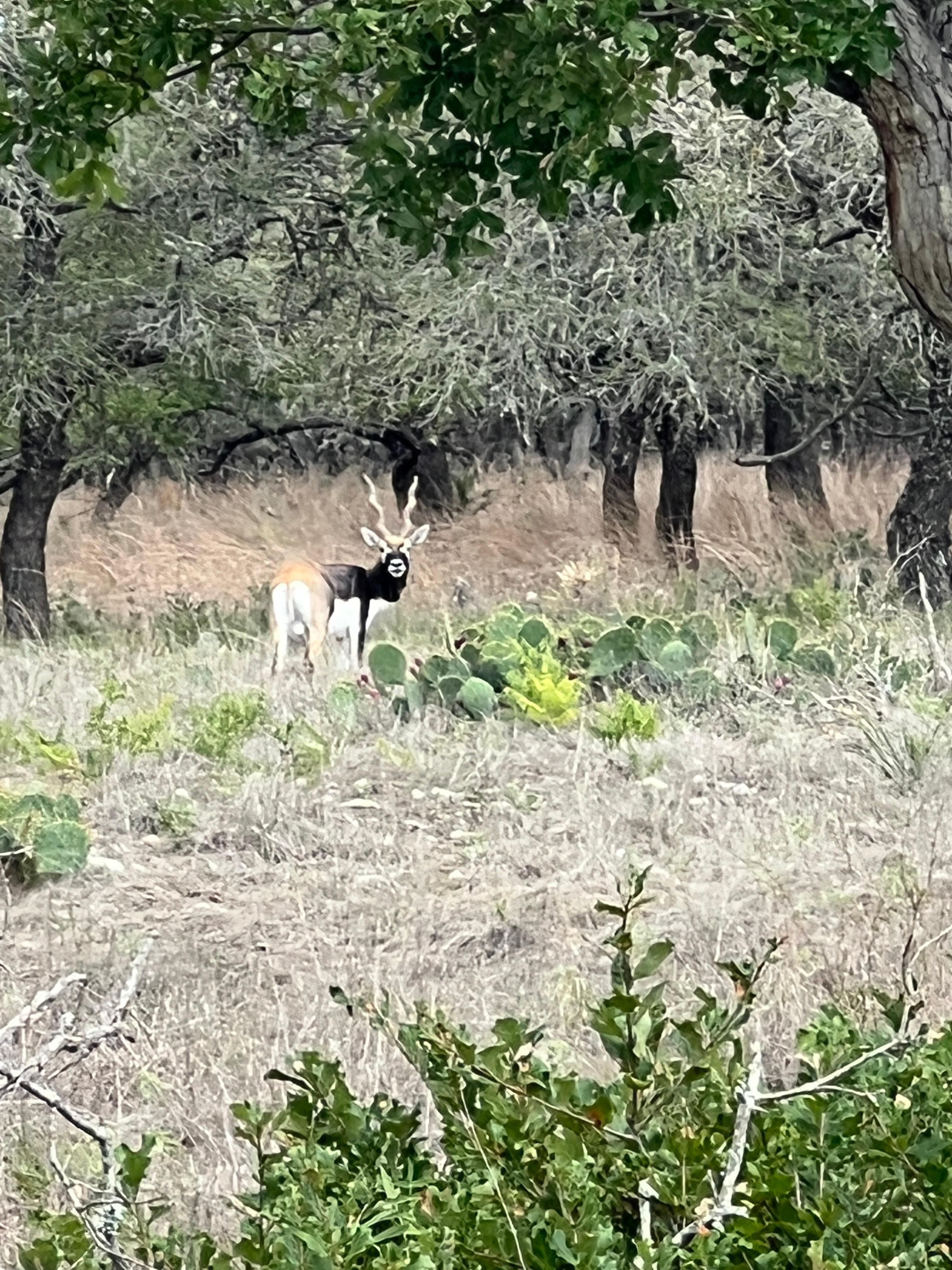 59 acres in Menard County, Texas