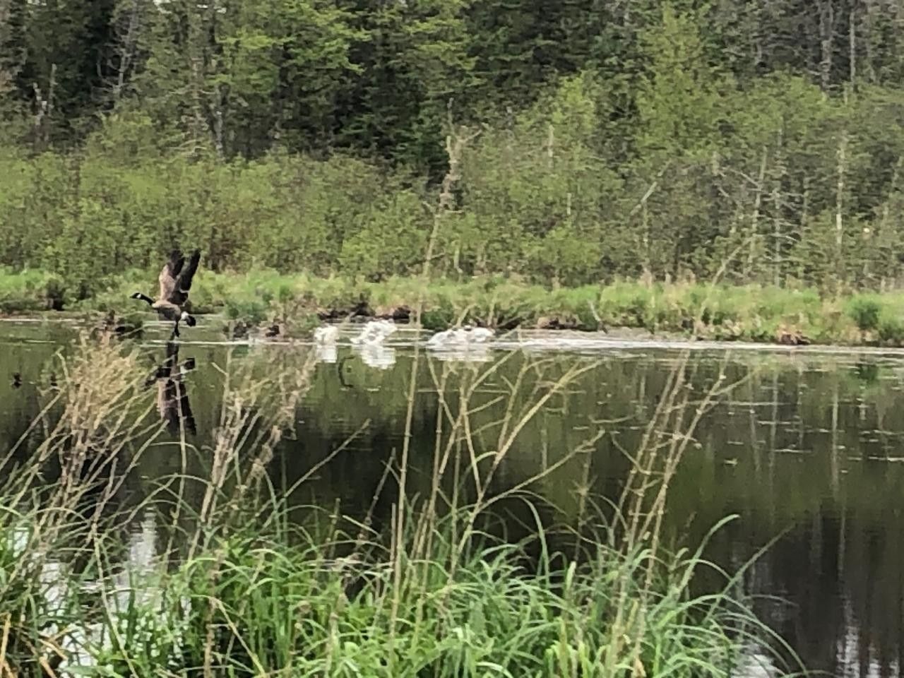 40 acres in Gogebic County, Michigan