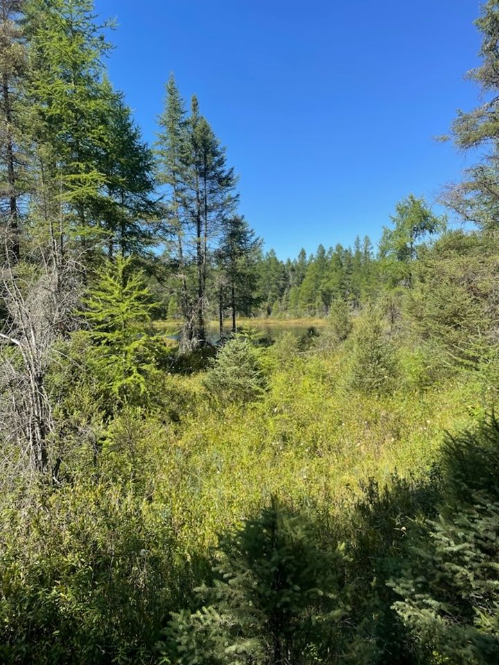 40 acres in Iron County, Wisconsin