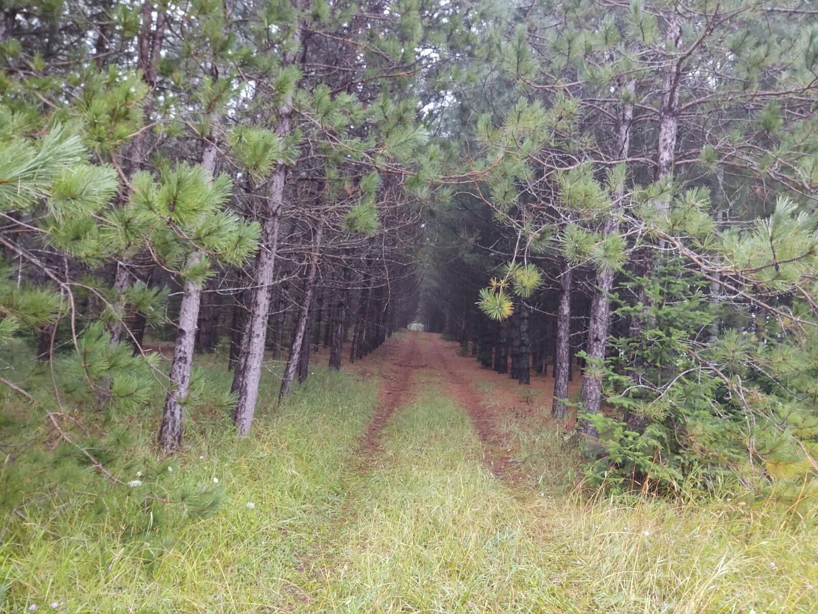 40 acres in Presque Isle County, Michigan