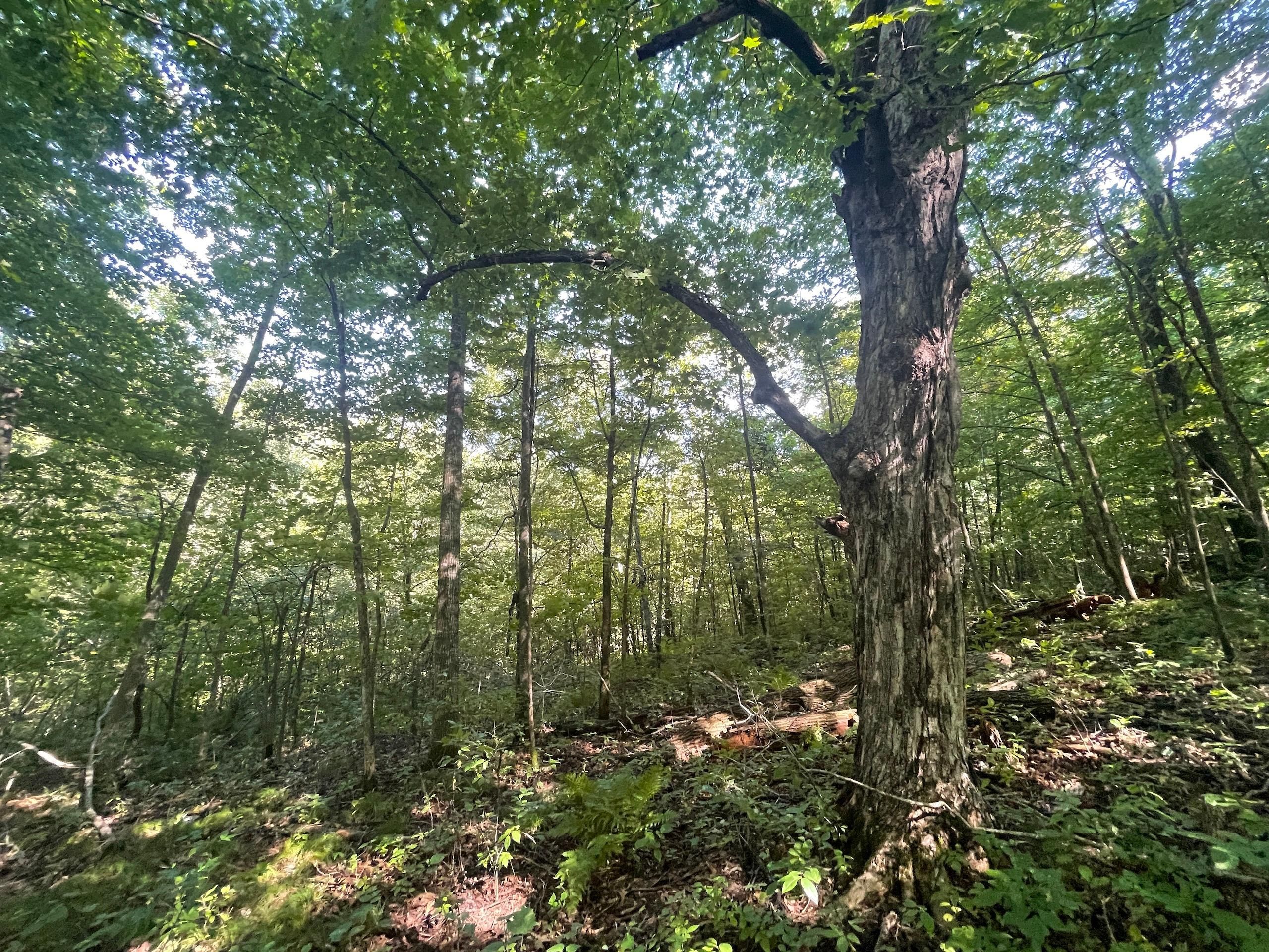 40 acres in Dunn County, Wisconsin