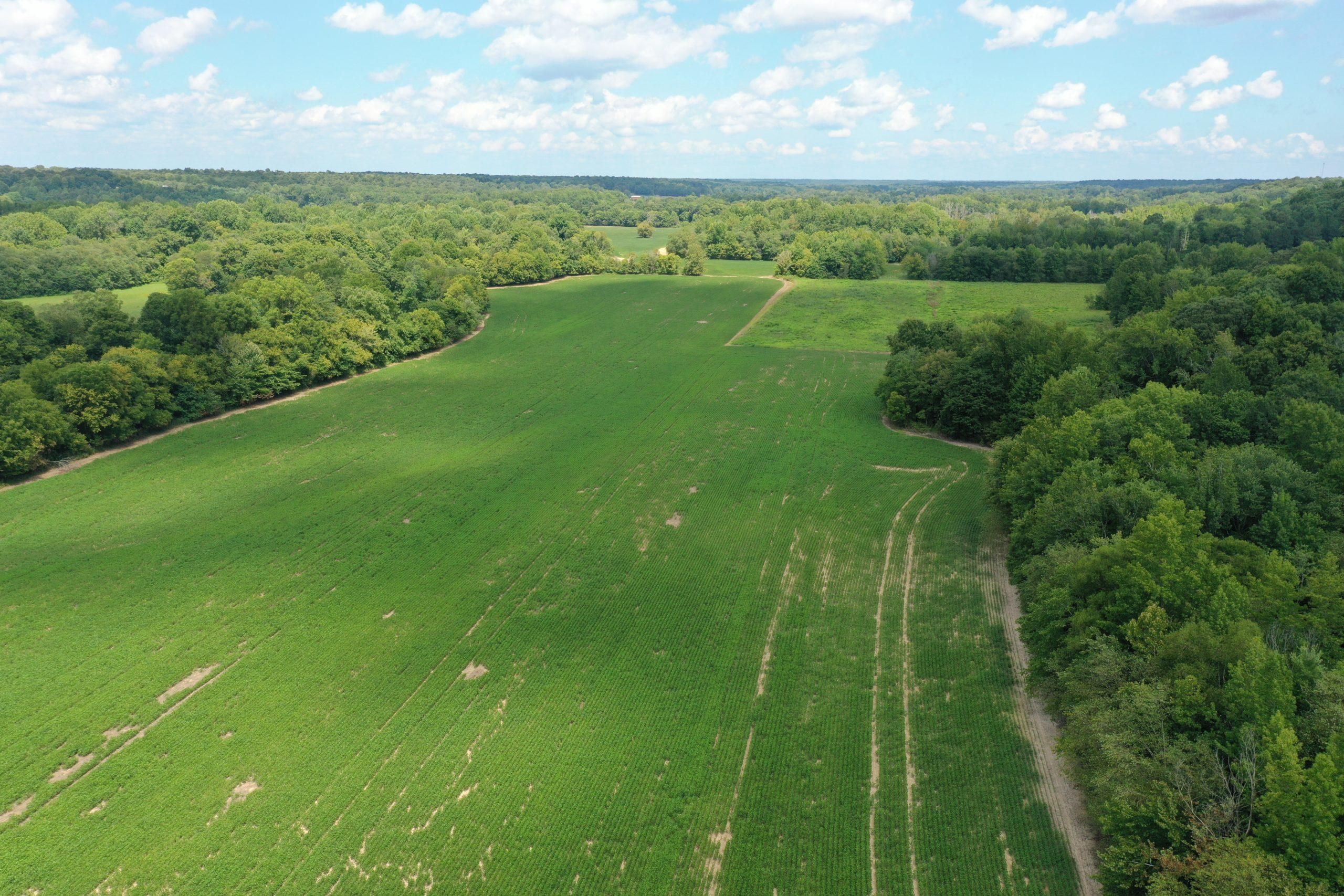 78 acres in Calloway County, Kentucky