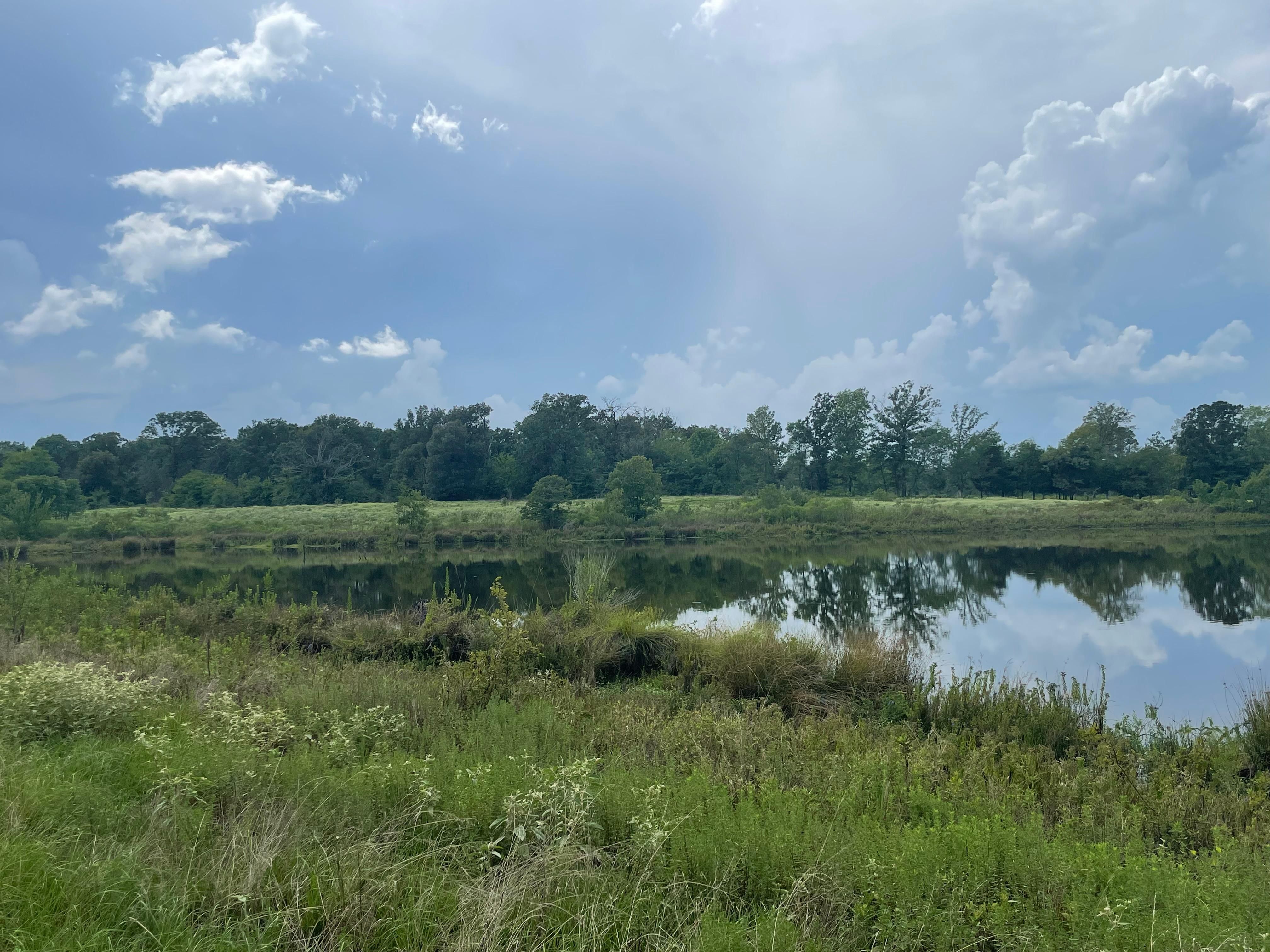 125 acres in Titus County, Texas