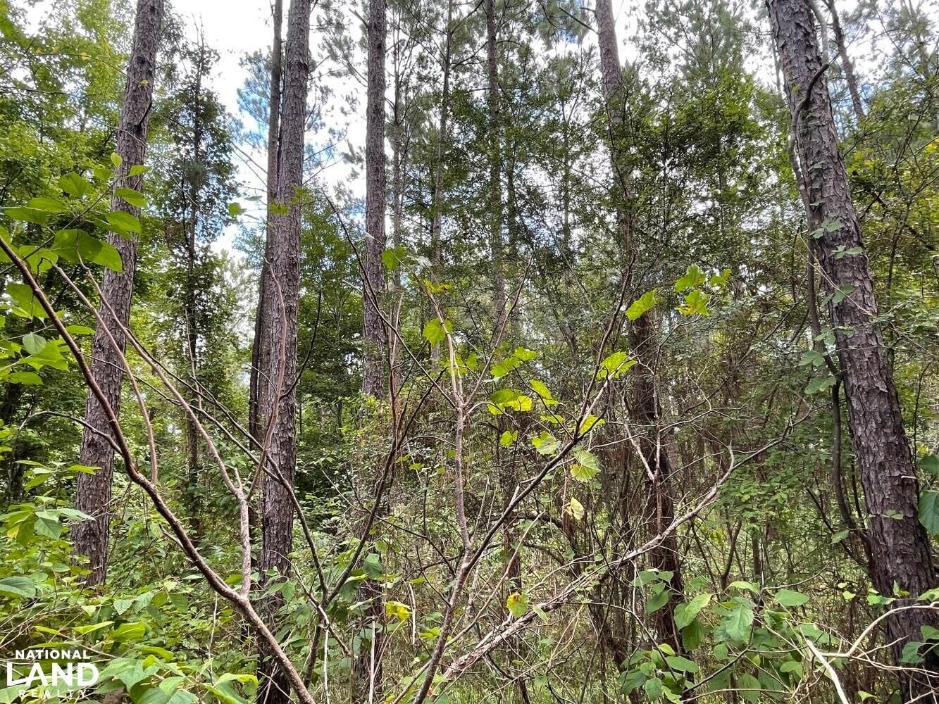 40 acres in Greene County, Alabama