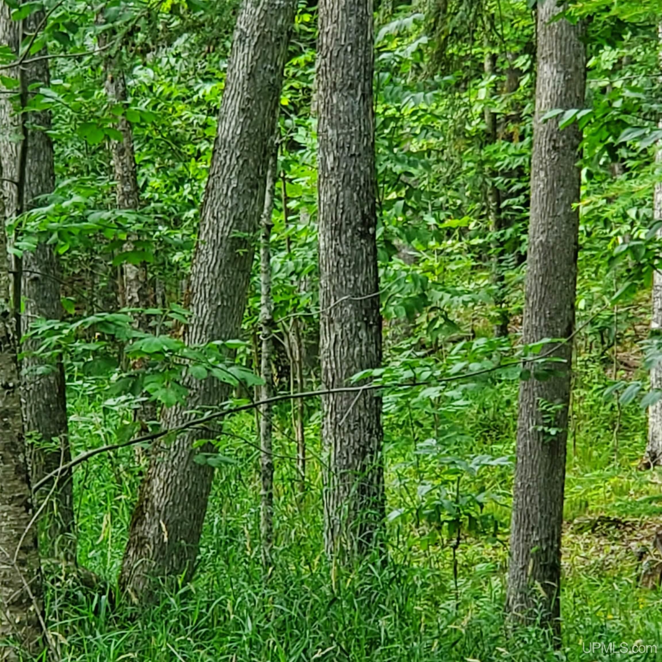 40 acres in Baraga County, Michigan