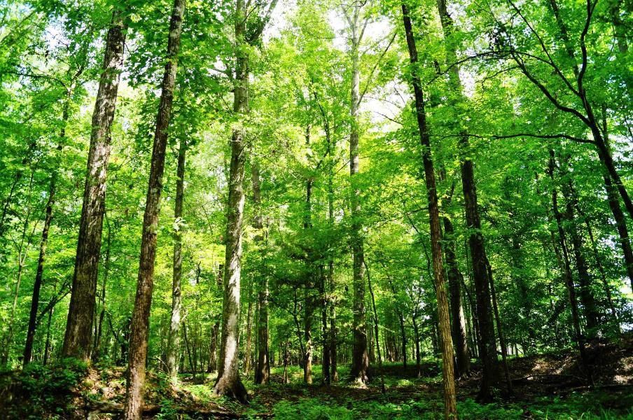 116 acres in Yazoo County, Mississippi