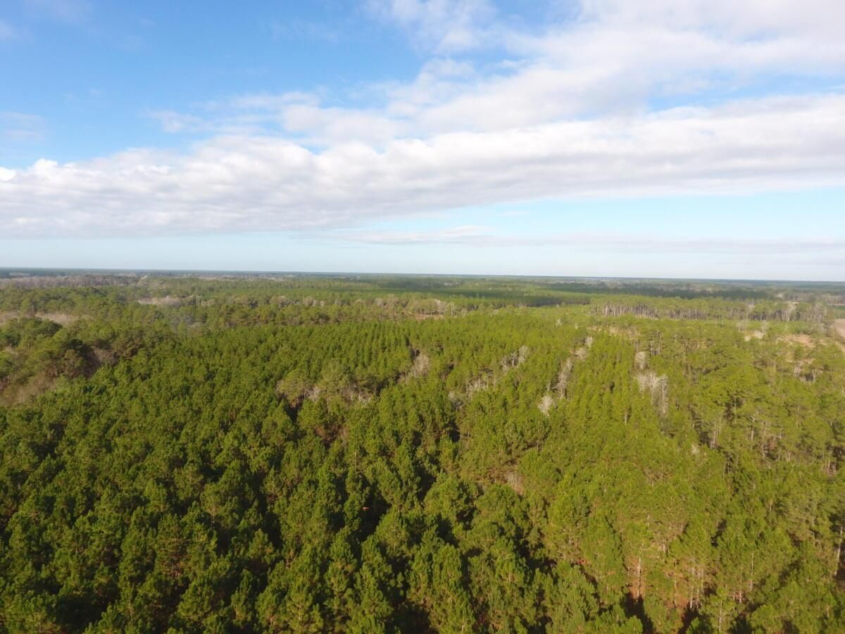 38 acres in Bacon County,