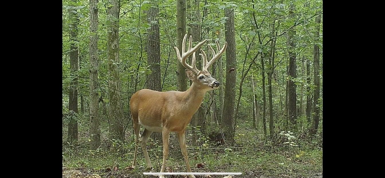 253 acres in Hopkins County, Kentucky