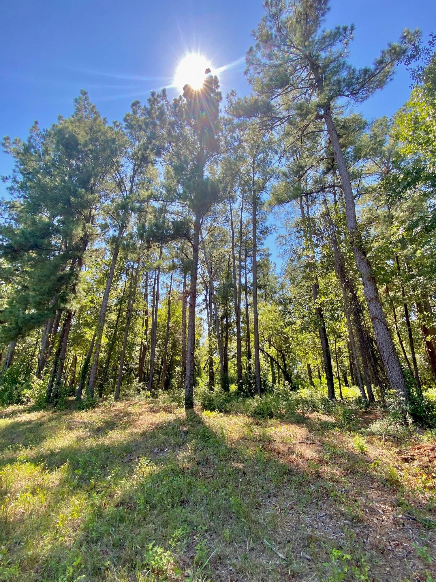 3.5 acres in Houston County, Texas