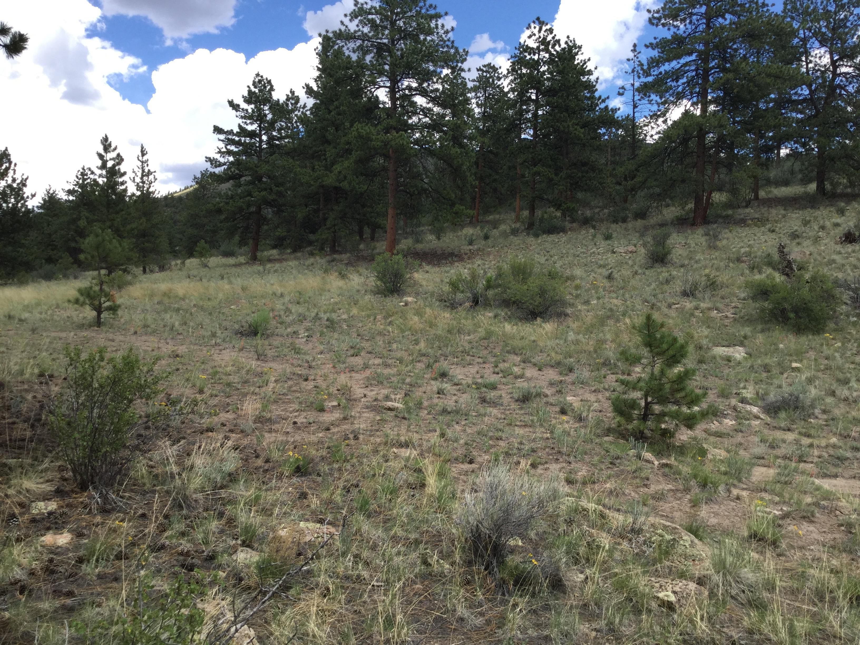 61.98 acres in Chaffee County, Colorado